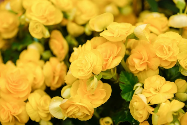 Close-up van mooie gele bloemen in de tuin