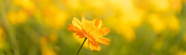 Close-up van mooie gele Cosmos-bloem onder zonlicht met exemplaarruimte die als achtergrond natuurlijk installatieslandschap gebruiken