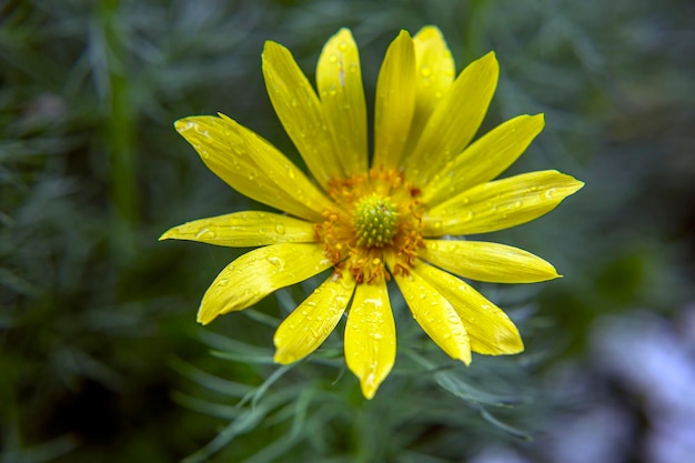 Close-up van mooie gele Wildflower Bloom Blossom kwetsbaarheid versheid en groei in de natuur