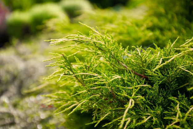 Close-up van mooie groene struik