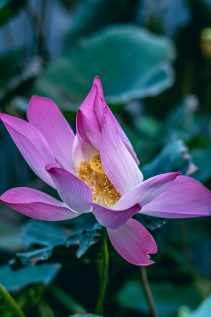 Close-up van mooie grote verse exotische lotus waterlelie bloem met gele meeldraden op donkergroene bladeren Fine art minimaal concept natuur achtergrond ideaal voor behangontwerp Getinte foto roze