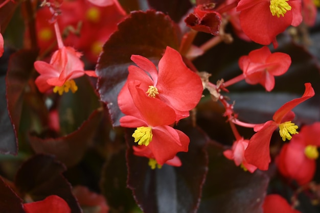 Close-up van mooie rode begoniabloemen in een tuin