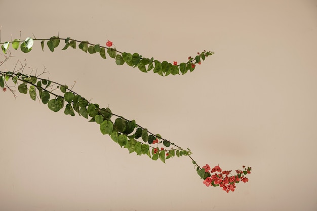 Close-up van mooie rode bloemen en weelderige groene tropische plant bladeren tegen beige muur.