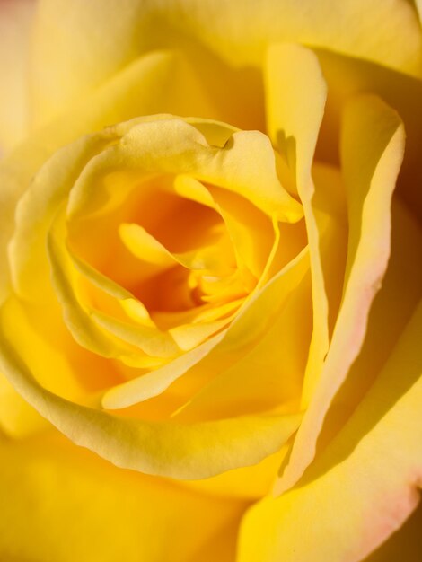 Close up van mooie roos in de tuin.