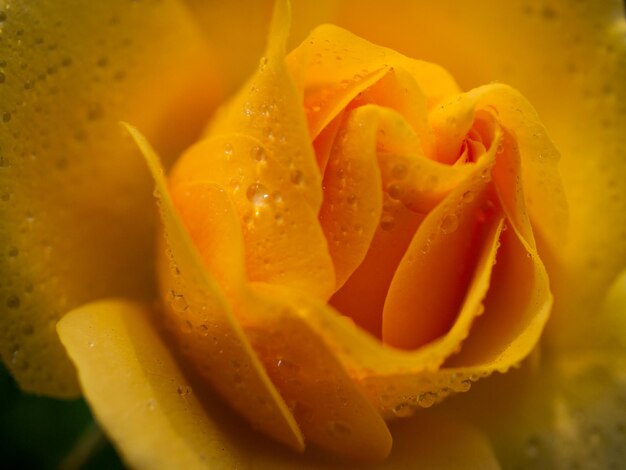 Close up van mooie roos in de tuin.