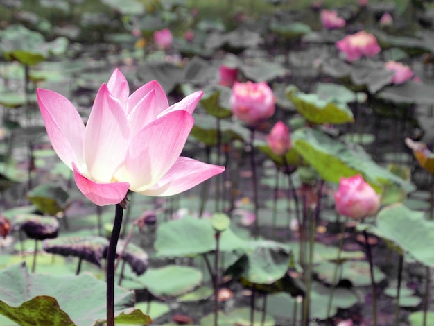 Close-up van mooie roze lotusbloem