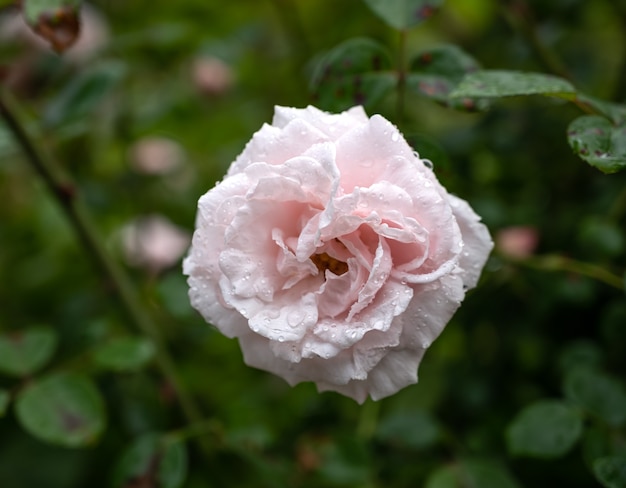 Close up van mooie roze roos in de tuin in zonnige zomerdag