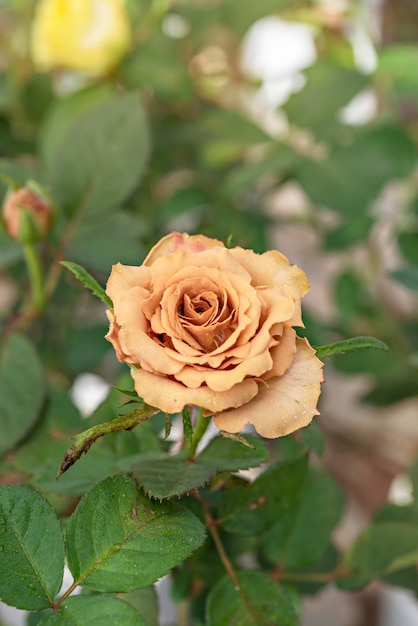 Foto close up van mooie verse gele roze bloem in groene tuin