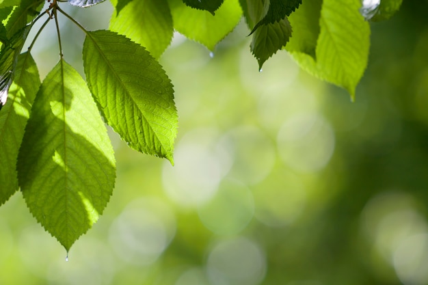 Close-up van mooie verse glanzende kersenbladeren die door zon worden aangestoken die als gordijn boven vage heldere bokeh exemplaarruimte hangen. Schoonheid en bescherming van de natuur, landbouw en tuinieren concept.