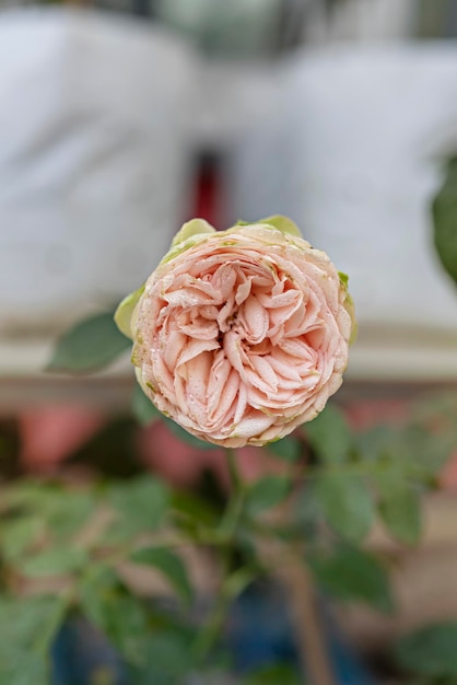 Foto close up van mooie verse roze bloem in groene tuin