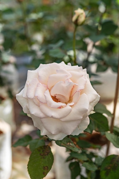 Foto close up van mooie verse roze bloem in groene tuin