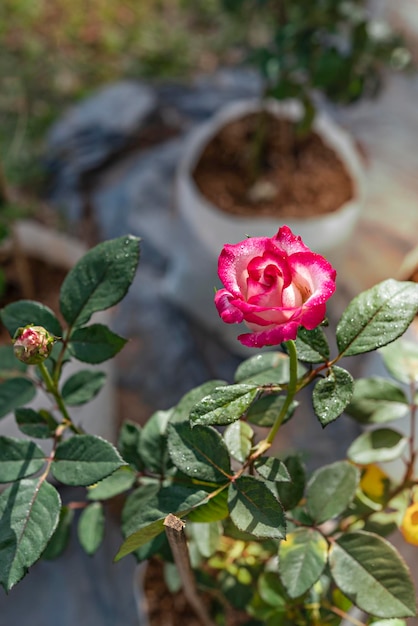 Foto close up van mooie verse roze roze bloem in groene tuin