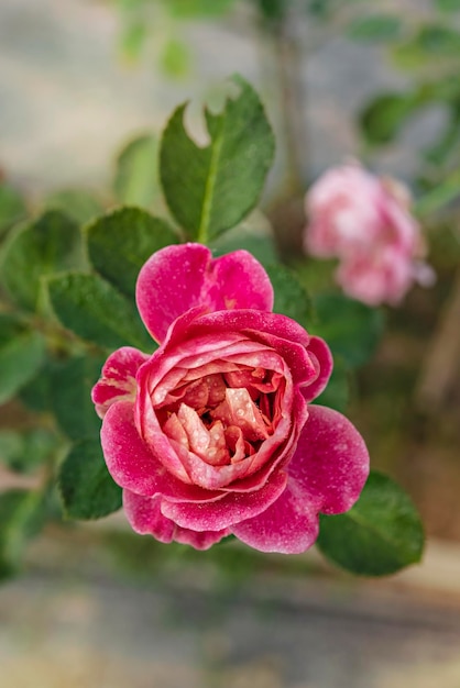 Close up van mooie verse roze roze bloem in groene tuin