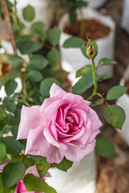 Close up van mooie verse roze roze bloem in groene tuin