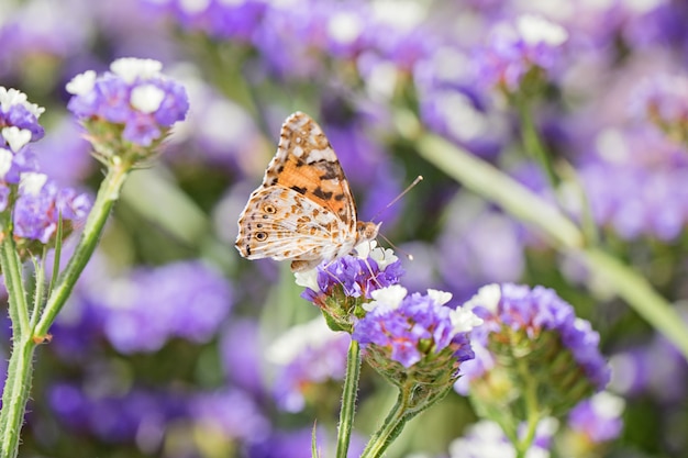 Close-up van mooie vlinder of met gesloten vleugels die honingdauw eten