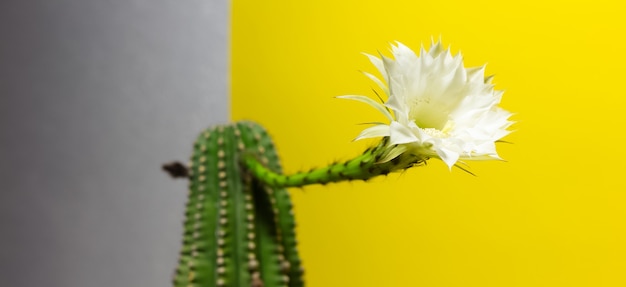 Close-up van mooie witte bloem van cactus op gele en grijze achtergrond.