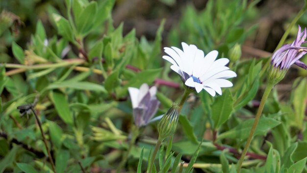 Close-up van mooie witte bloemen van Dimorphotheca pluvialis ook bekend als Kaapse regen madeliefje goudsbloem Weer profeet White Namaqualand madeliefje enz