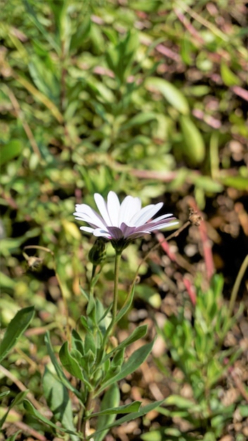 Close-up van mooie witte bloemen van Dimorphotheca pluvialis ook bekend als Kaapse regen madeliefje goudsbloem Weer profeet White Namaqualand madeliefje enz