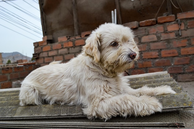 Close-up van mooie witte harige puppy, concept van verlating, redding of adoptie.