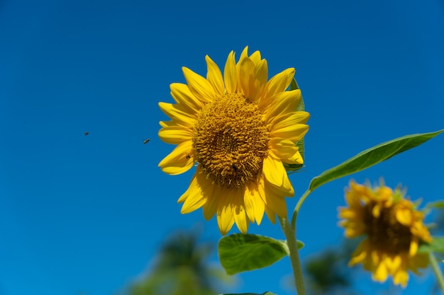 Close up van mooie zonnebloem op wazig sky