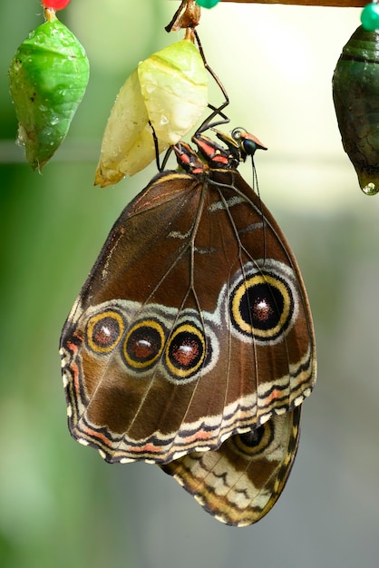 Foto close-up van morpho-vlinder die uit pop komt