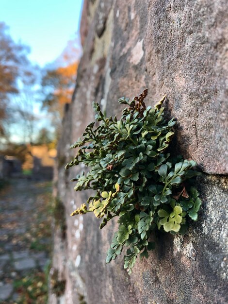 Close-up van mos dat op een boomstam groeit