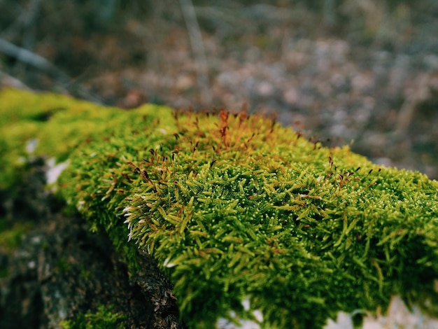 Close-up van mos dat op hout groeit