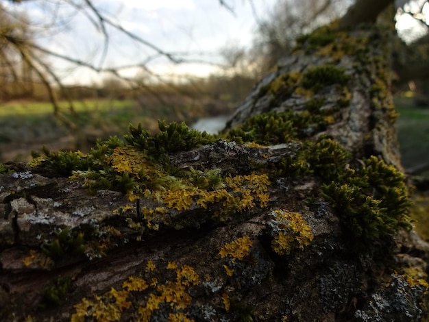 Close-up van mos die op de boomstam groeit