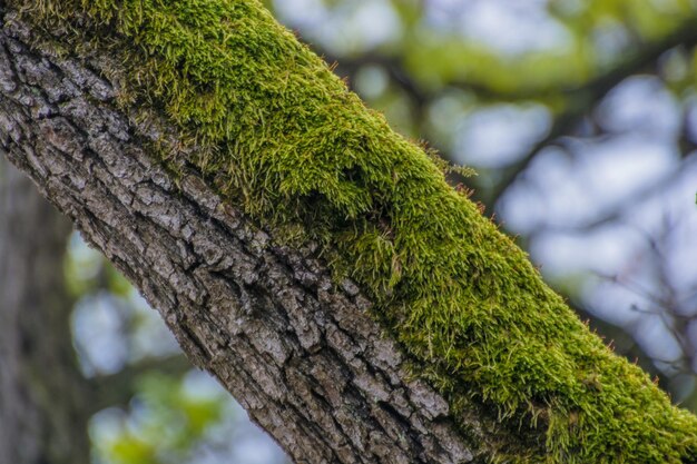 Close-up van mos die op de boomstam groeit