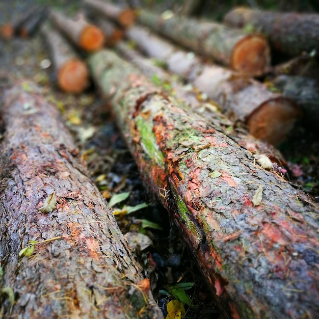 Foto close-up van mos op boomstam