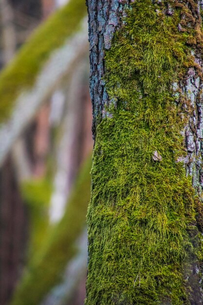 Close-up van mos op boomstam