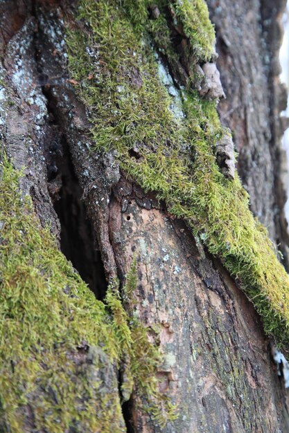 Close-up van mos op boomstam