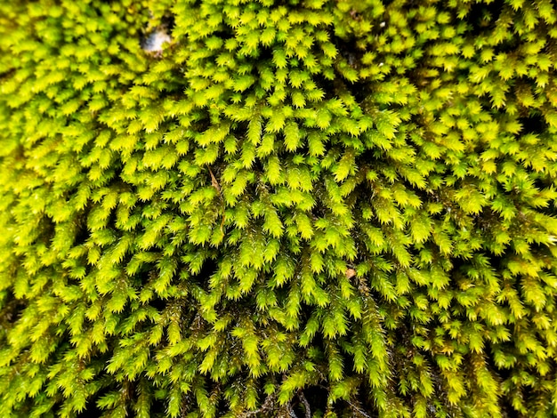 close up van Moss textuur