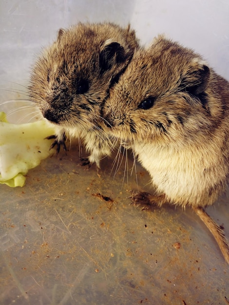 Foto close-up van muilezels