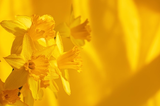 Close up van narcissen bloemen op gele achtergrond