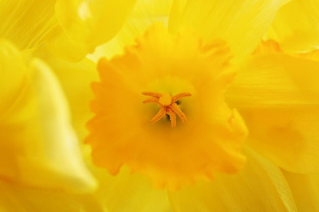 Close up van narcissen (of narcissen) meeldraden met stuifmeel, kleine scherptediepte.