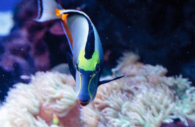 Close-up van naso tang zwemmen in aquarium