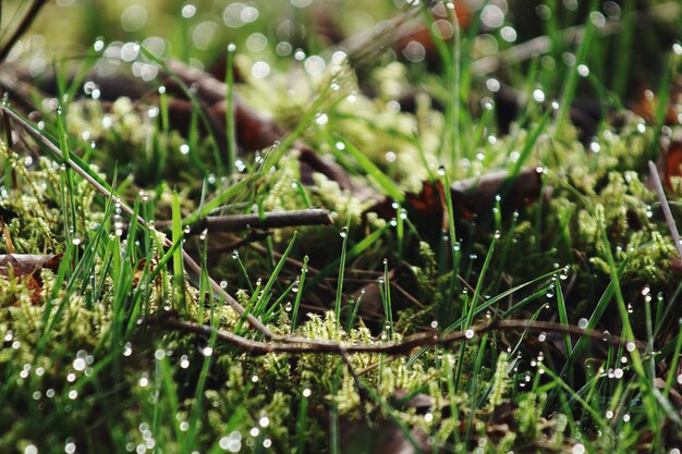 Foto close-up van nat gras op het veld