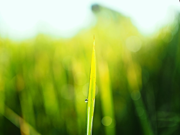 Close-up van nat gras op het veld
