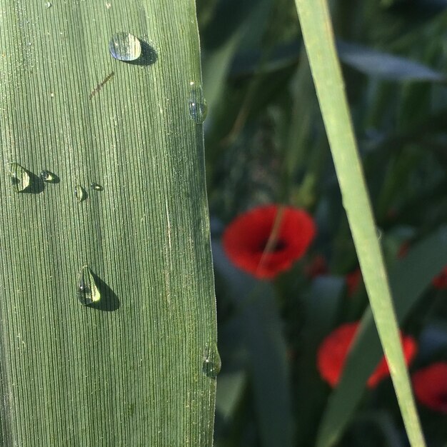 Foto close-up van nat gras