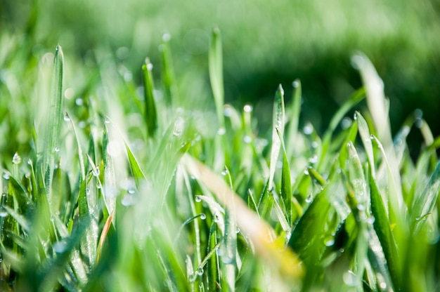 Close-up van nat gras