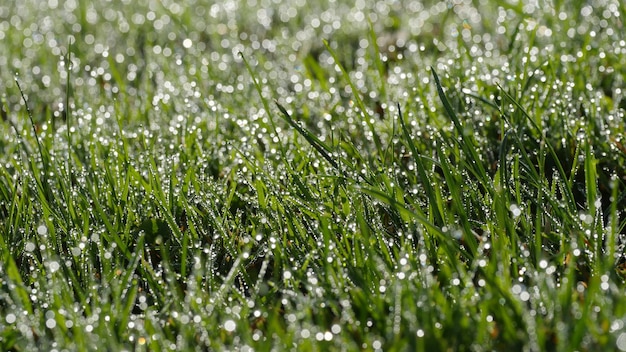 Foto close-up van nat gras