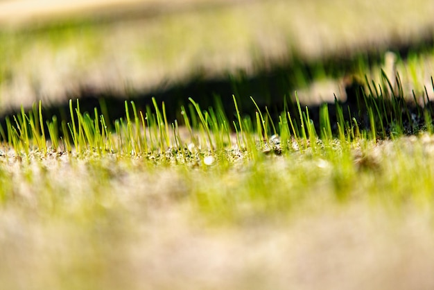 Foto close-up van nat gras