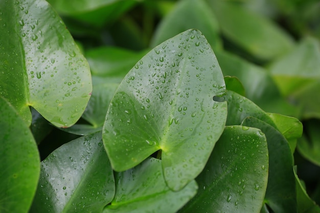 Close-up van natte bladeren tijdens het regenseizoen