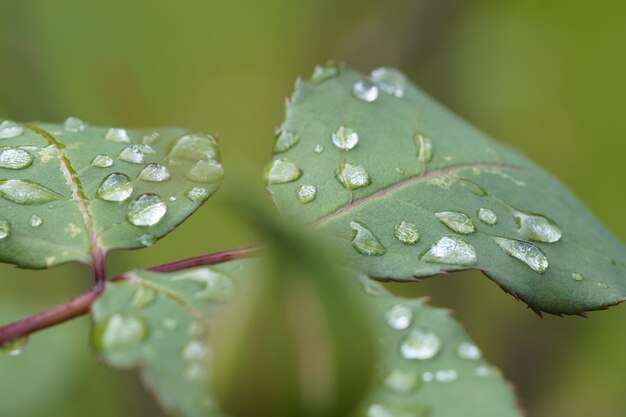 Foto close-up van natte bladeren tijdens het regenseizoen