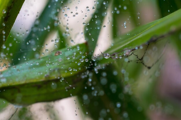 Foto close-up van natte bladeren tijdens het regenseizoen