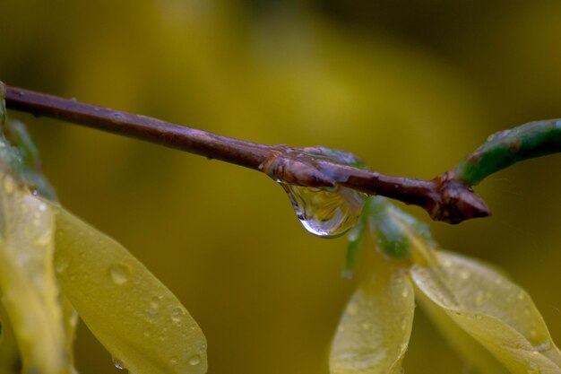 Close-up van natte bladeren tijdens het regenseizoen