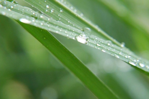 Close-up van natte bladeren van planten