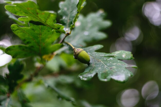 Foto close-up van natte bladeren van planten