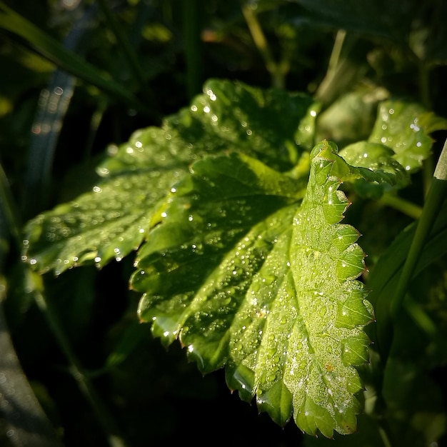 Close-up van natte bladeren van planten